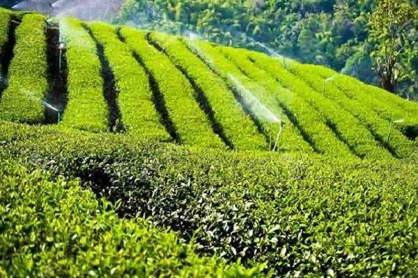 خریداری 103هزار تُن برگ سبز چای از چایکاران شمال کشور خریداری 103هزار تُن برگ سبز چای از چایکاران شمال کشور