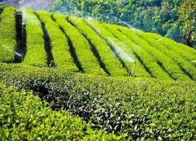 خریداری 103هزار تُن برگ سبز چای از چایکاران شمال کشور