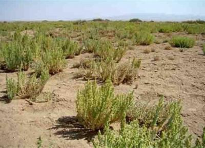بیابان زدایی 570 هکتار از اراضی دیلم