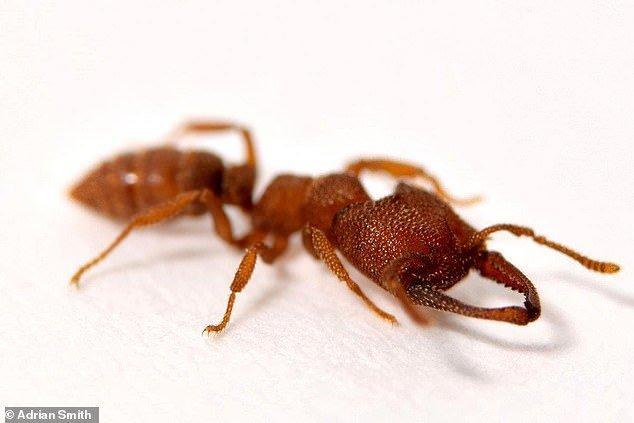 مورچه دراکولا؛ سریع ترین حیوان روی زمین با سرعت 321 کیلومتر، عکس