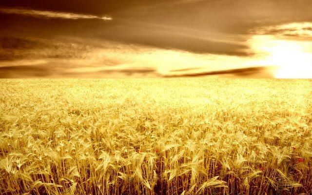 گندم های داخلی با میزان گلوتن کمتر از حد طبیعی گندم های داخلی با میزان گلوتن کمتر از حد طبیعی