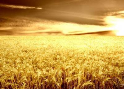 گندم های داخلی با میزان گلوتن کمتر از حد طبیعی