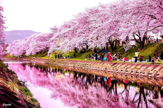 آشنایی با جشنواره شکوفه های هلو پکن