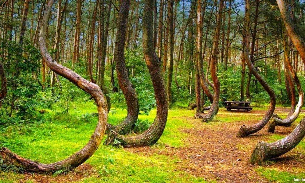 ترسناکترین جنگل دنیا در رومانی واقع است