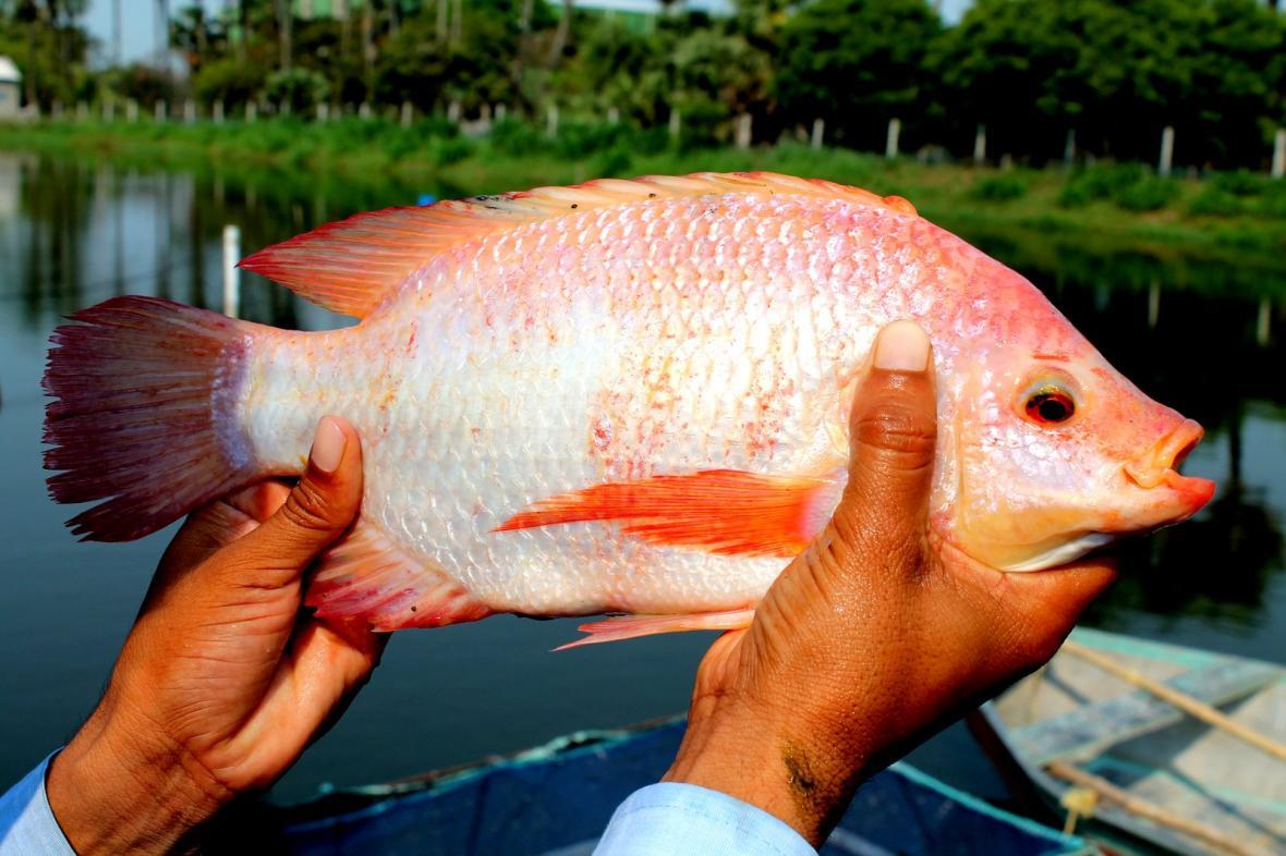 تولید ماهی تیلاپیا در تایلند