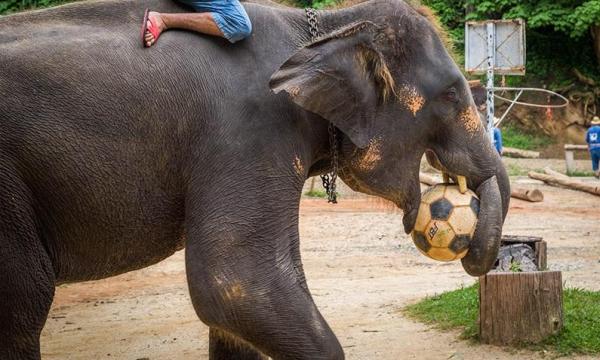 کمپ فیل های Maesa تایلند