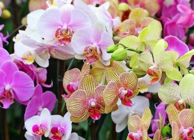 باغ ارکیده در تایلند