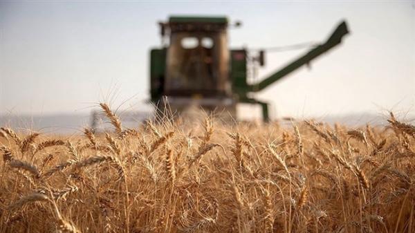 تعرفه ترجیحی روسیه برای صادرات 17.5 میلیون تن گندم و جو به تعرفه ترجیحی روسیه برای صادرات 17.5 میلیون تن گندم و جو به این کشور