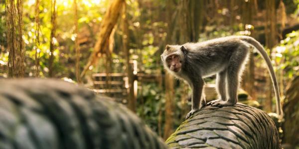 جنگل میمون ها در اوبود بالی (اندونزی)