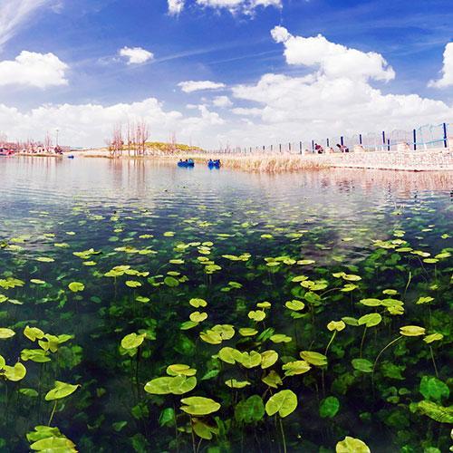 دریاچه سرآب نیلوفر کرمانشاه، پایکوبی آب و گل ها