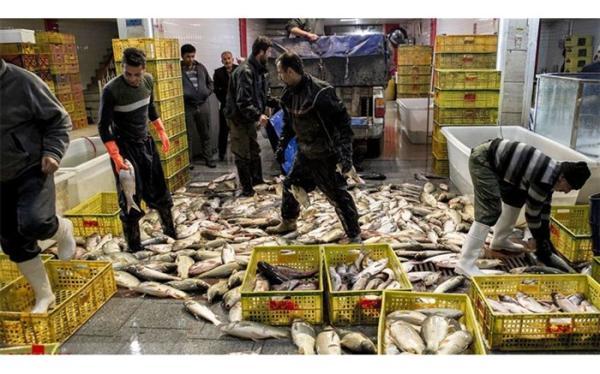 بررسی شرایط قیمت ماهی قزل آلا در بازار