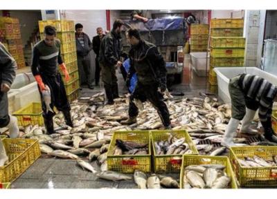 بررسی شرایط قیمت ماهی قزل آلا در بازار