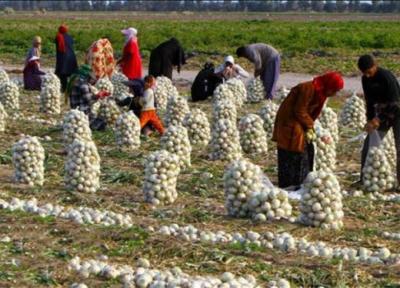 اعلام جمع بندی وزارت جهاد کشاورزی درباره اجرای الگوی کشت