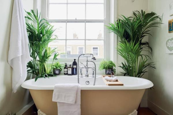 10 تا از زیباترین گیاهان آپارتمانی مناسب برای نگهداری در حمام