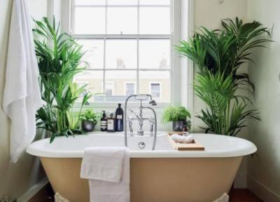 10 تا از زیباترین گیاهان آپارتمانی مناسب برای نگهداری در حمام