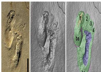 ردپای قدیمی ترین انسان نمای دنیا کشف شد