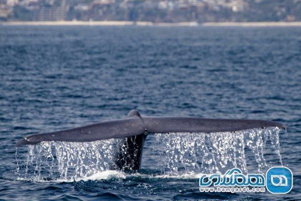 نهنگ های لس آنجلس ، مشاهده نهنگ ها در اطراف لس آنجلس