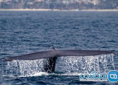 نهنگ های لس آنجلس ، مشاهده نهنگ ها در اطراف لس آنجلس