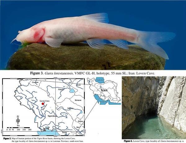ماهی غار کور لرستان بعد از 10 سال حفاظت می گردد ، تنها ماهی ایرانی که زیستگاهش غارهای آبی است