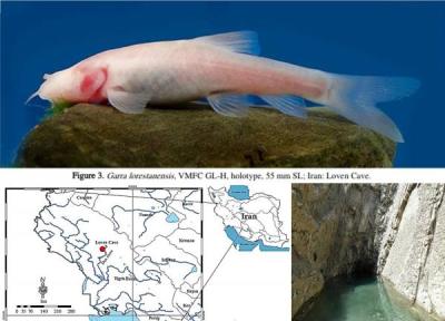 ماهی غار کور لرستان بعد از 10 سال حفاظت می گردد ، تنها ماهی ایرانی که زیستگاهش غارهای آبی است