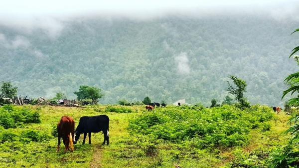 روستای لاویج ، ییلاقی سرسبز و دیدنی در مازندران Lavij