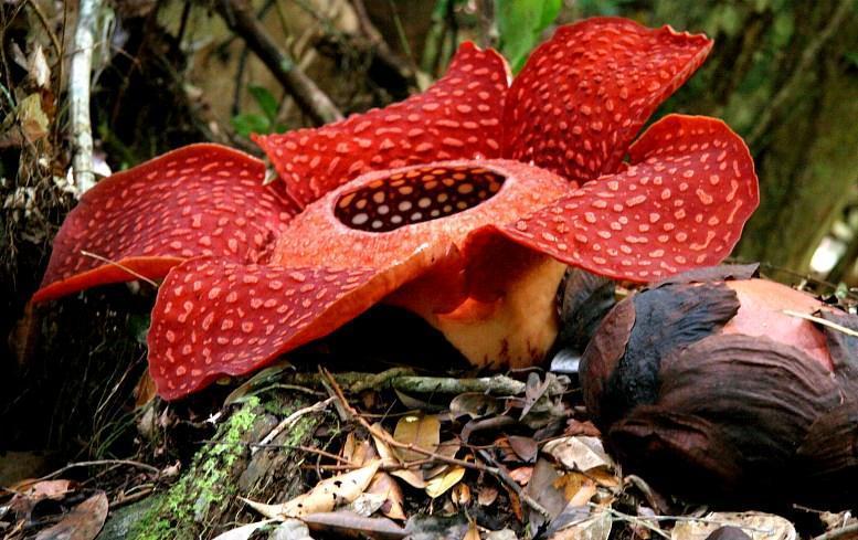 پارک ملی گونونگ گادینگ (Gunung Gading National Park) در مالزی
